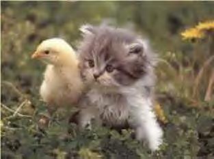 A chick and a cat. Look how precious and innocent.